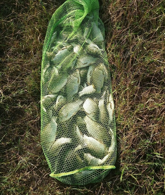 小浪底釣魚用什么餌料_小浪底釣鯽魚用啥餌料?_釣鯽魚餌料小浪底用多大的鉤