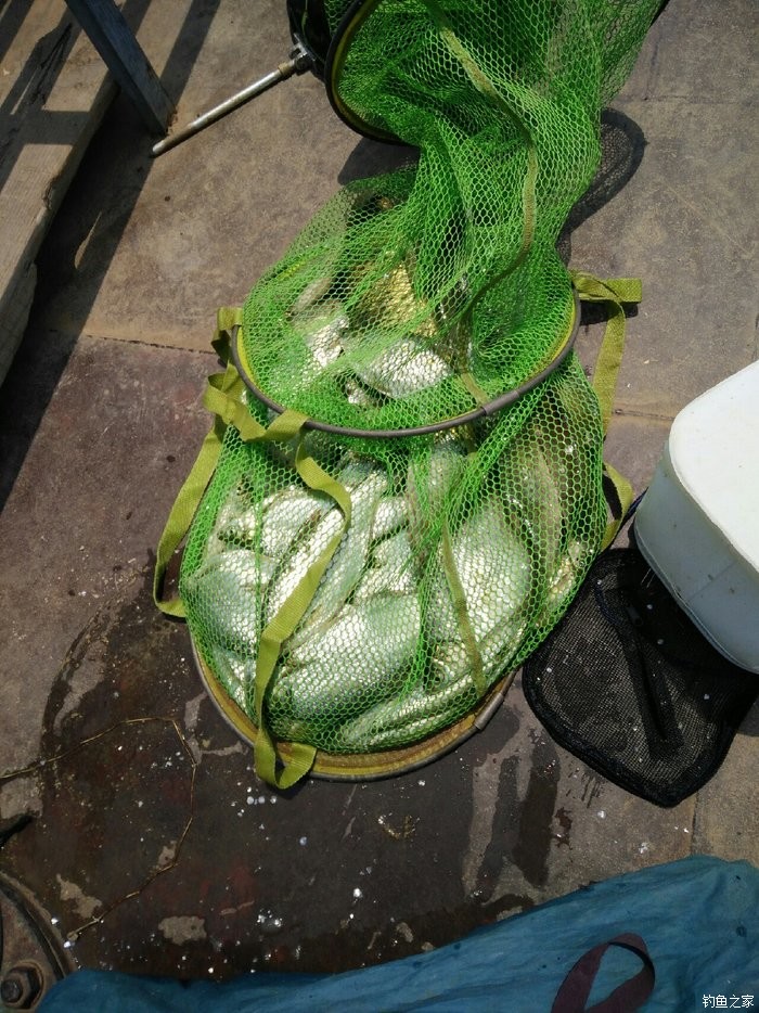 小浪底釣魚用什么餌料_釣鯽魚餌料小浪底用多大的鉤_小浪底釣鯽魚用啥餌料?