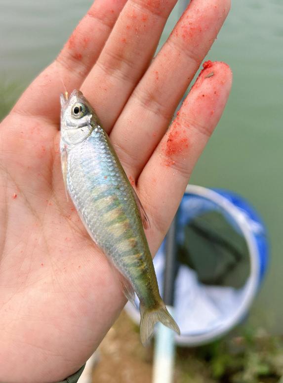 水庫釣魚視頻實戰大魚_水庫釣大魚視頻_水庫釣魚小視頻