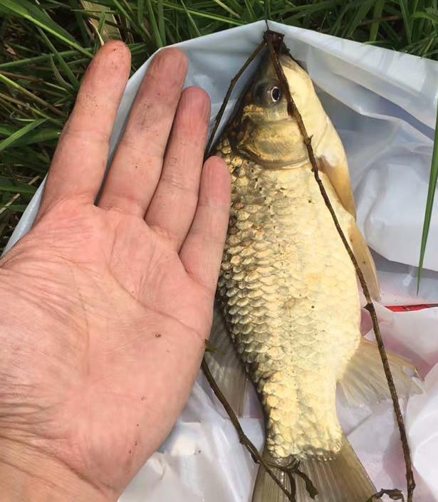 水庫釣魚視頻實戰大魚_水庫釣大魚視頻_水庫釣魚小視頻