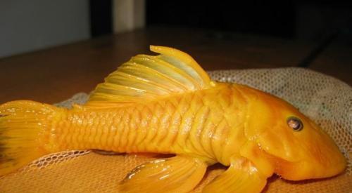 游釣中國4_游釣中國第四季_四季釣魚技巧大全