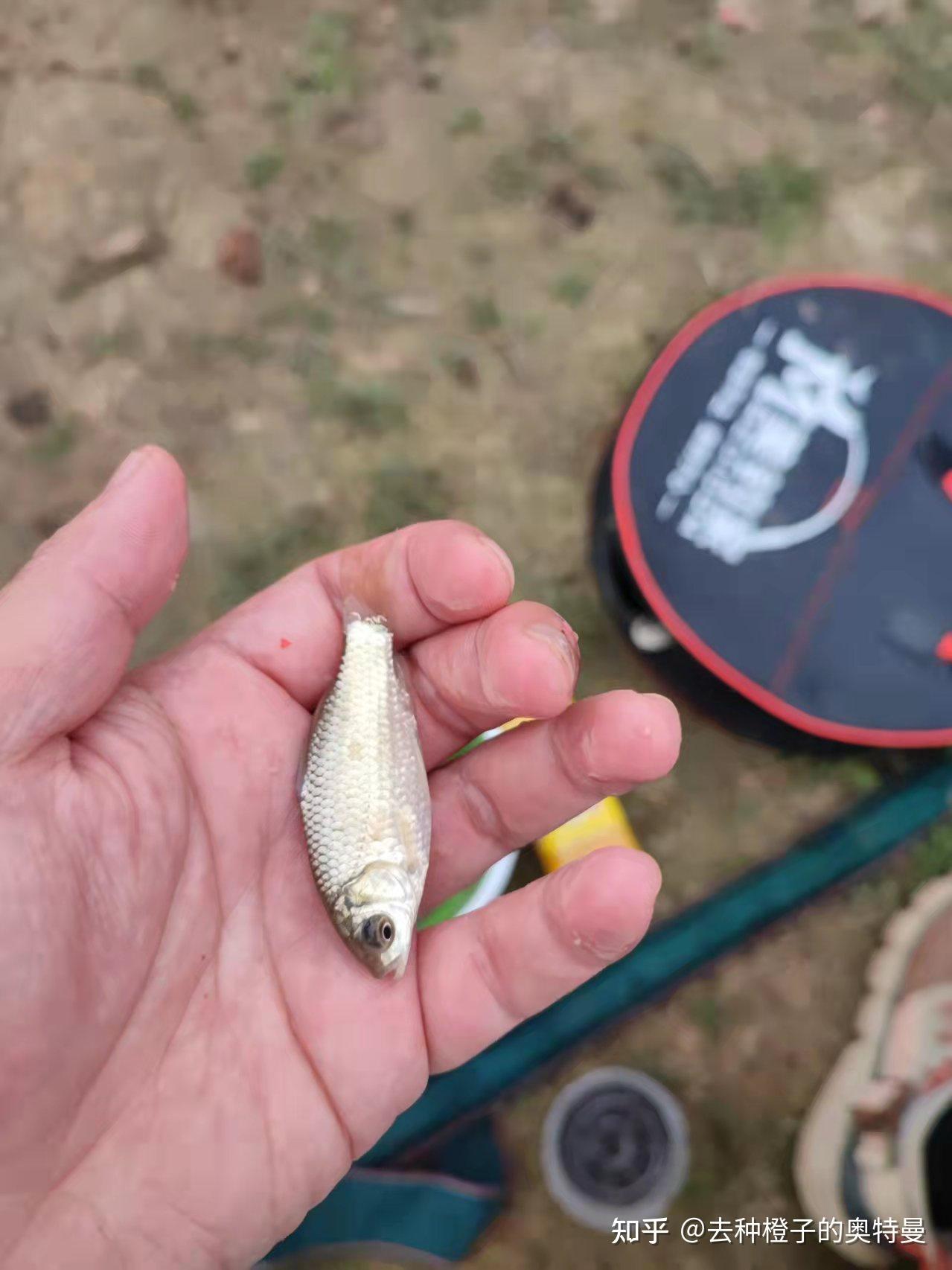 草魚餌料排名_排名第一的草魚餌料_草魚餌料排行榜