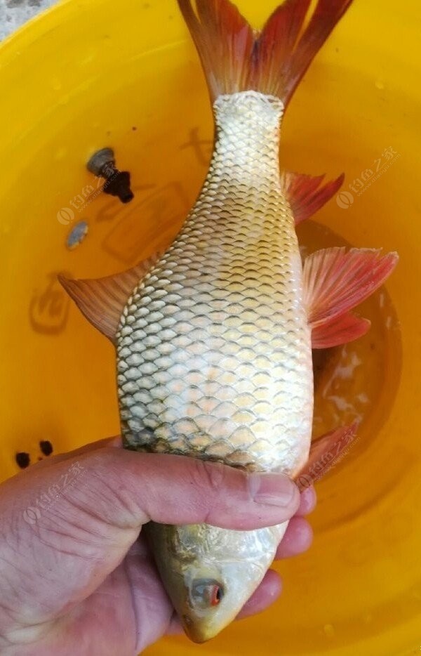 野釣 鯪魚_野釣鳊魚經驗及用餌技巧_鳊魚野釣