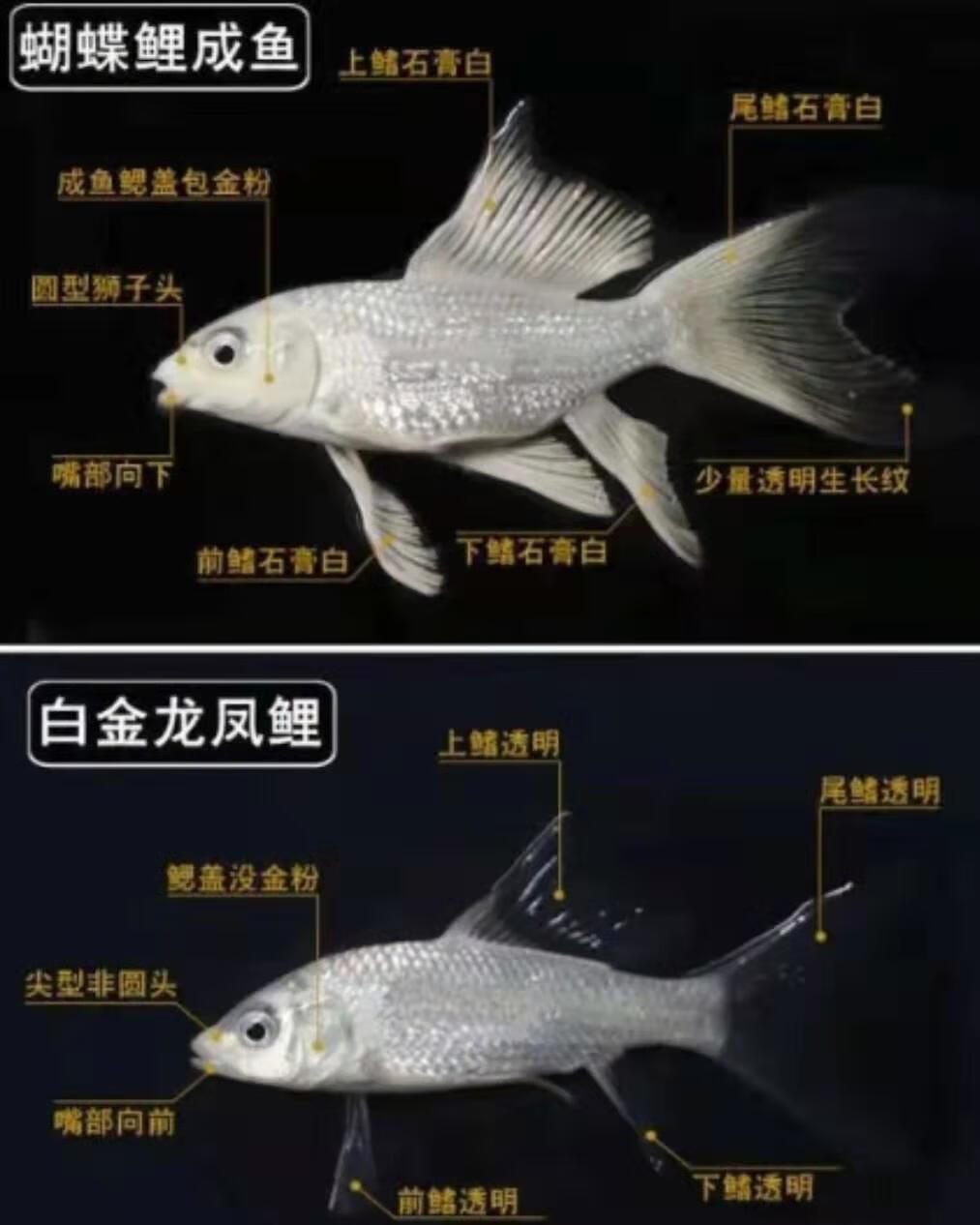 龍鳳錦鯉：水中仙子，美麗幸福的象征，文化傳承與審美價值的體現