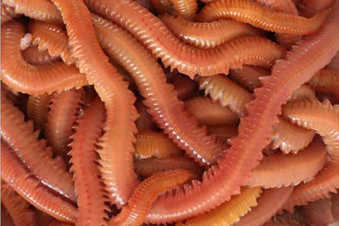海釣鱸魚的線組_搭配鱸魚組線海釣好用嗎_海釣鱸魚線組搭配