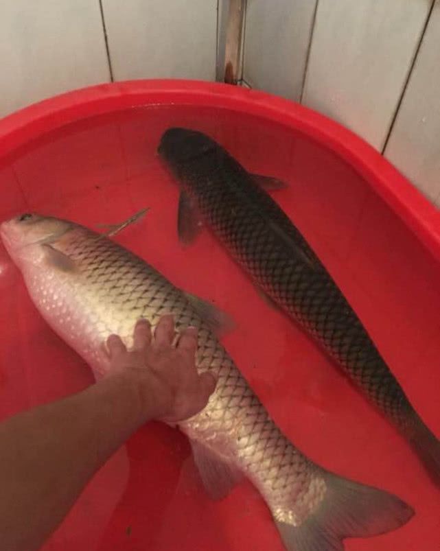 草魚釣浮釣底_底釣草魚如何調漂_草魚釣底還是釣浮
