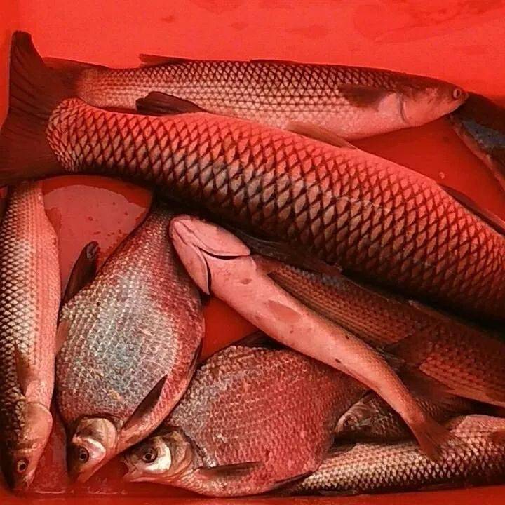 草魚釣底還是釣浮_草魚釣浮釣底_底釣草魚如何調漂