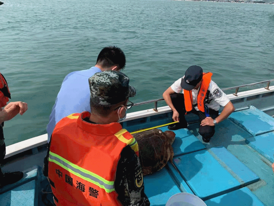 為什么漁民放生海龜_漁民放生百斤大海龜：它有靈性_放生海龜的果報