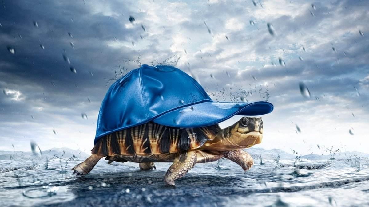草魚如何做好吃_草魚做法有幾種_草魚做的方法