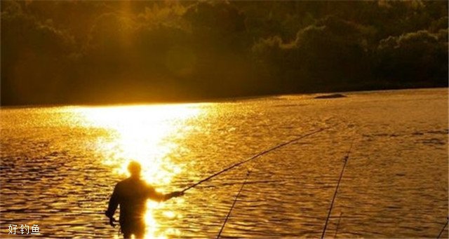 釣玉米絕招鯉魚圖片_玉米釣鯉魚絕招_釣玉米絕招鯉魚怎么釣