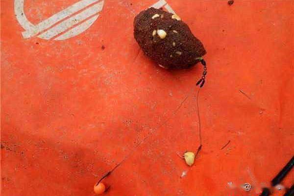 玉米釣鯉魚絕招_釣玉米絕招鯉魚怎么釣_釣玉米絕招鯉魚圖片