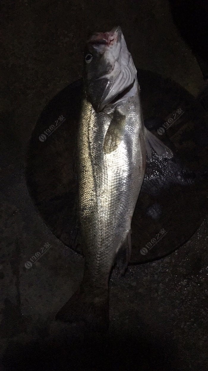 活蝦釣鱸魚釣組_活蝦釣鱸魚水下多深_海釣鱸魚視頻活蝦沉底釣法