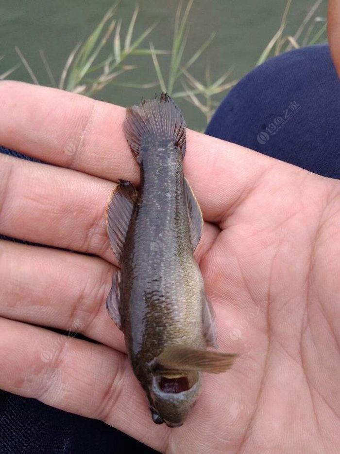 關于每年一次的光魚之行