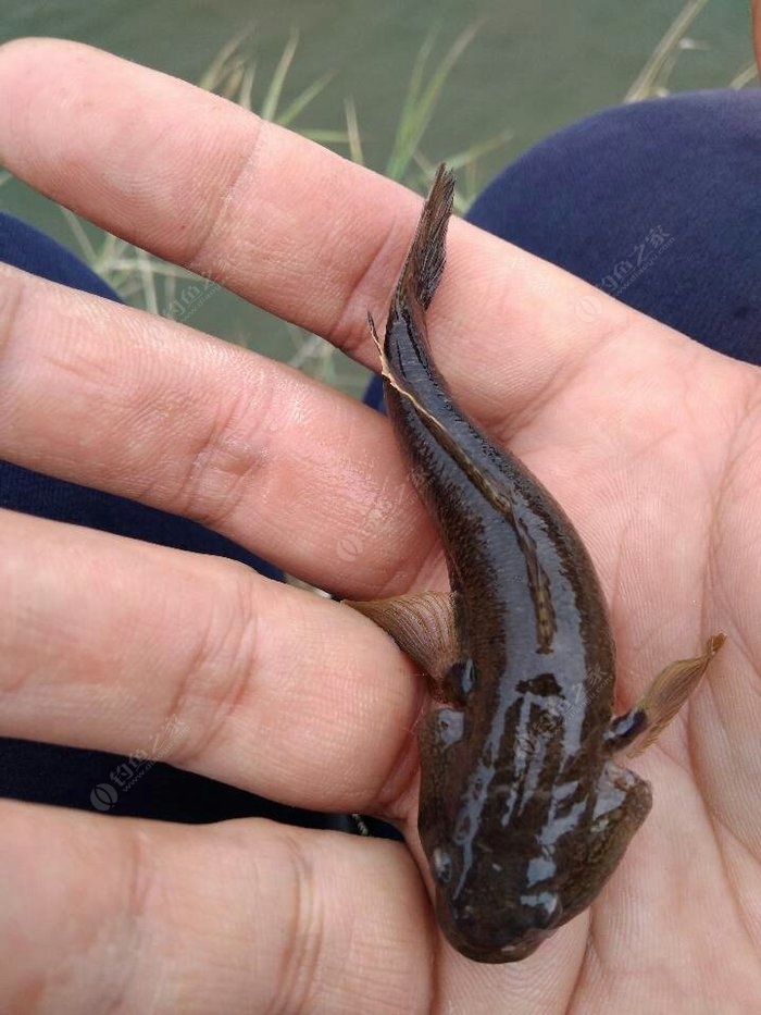 魚每年長多大_魚一年生幾次_關于每年一次的光魚之行