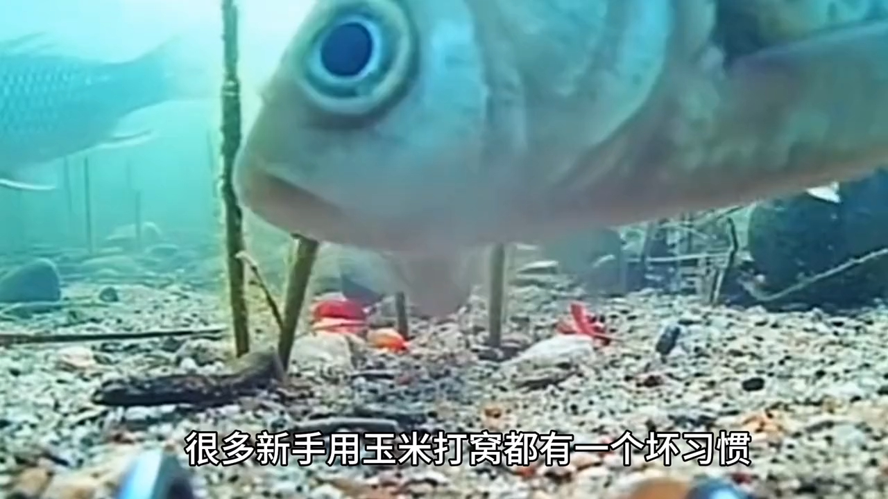 玉米粒釣鯉魚方法?_玉米粒野釣鯉魚調漂技巧_玉米粒釣鯉魚視頻