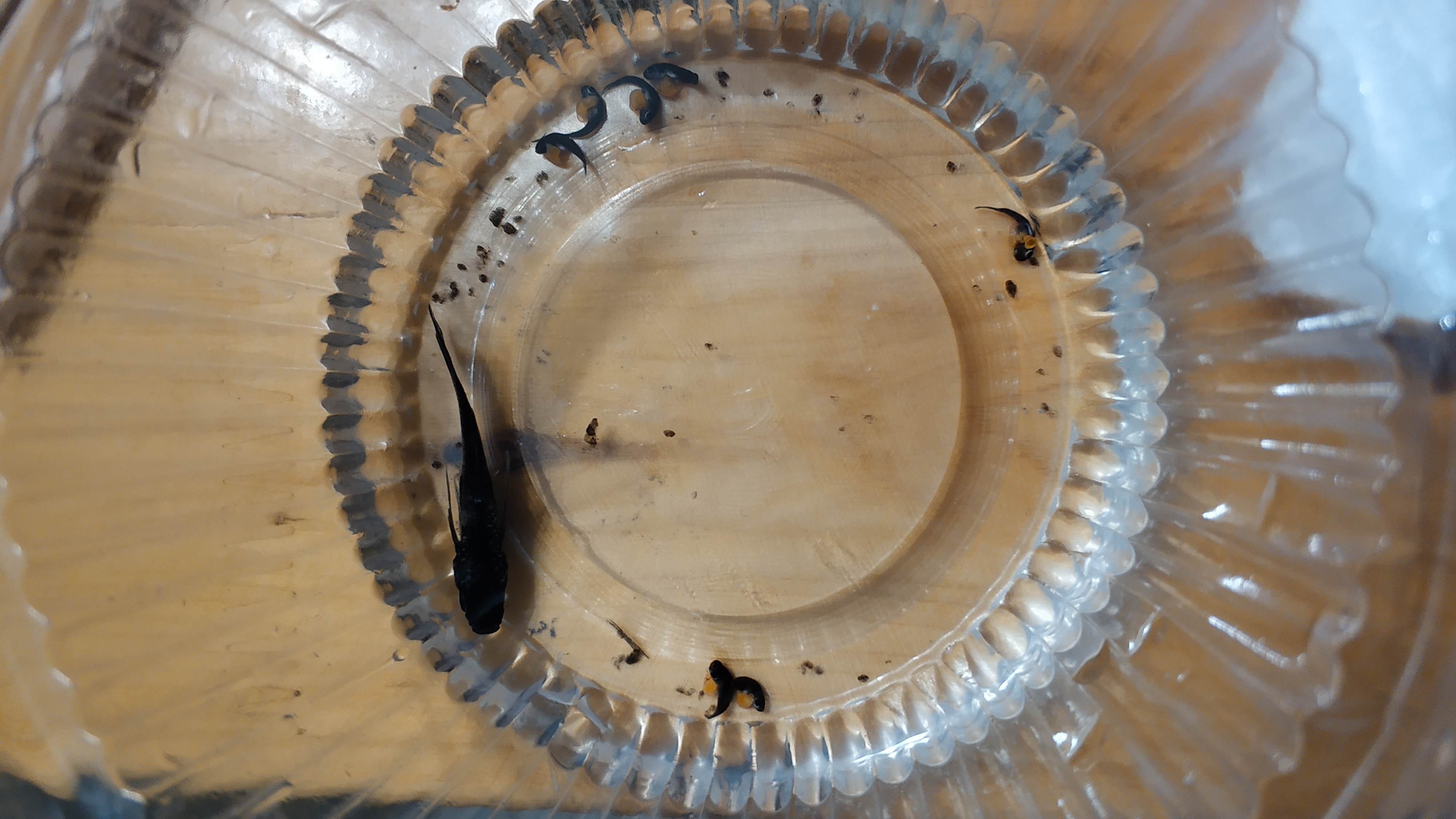 黑瑪麗魚顏色不黑了是啥原因_黑瑪麗魚顏色變淺_黑瑪麗魚是什么魚