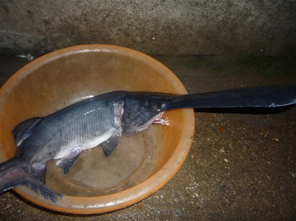 釣鴨嘴魚用什么餌料最好_鴨嘴魚怎么釣_野釣鴨嘴魚