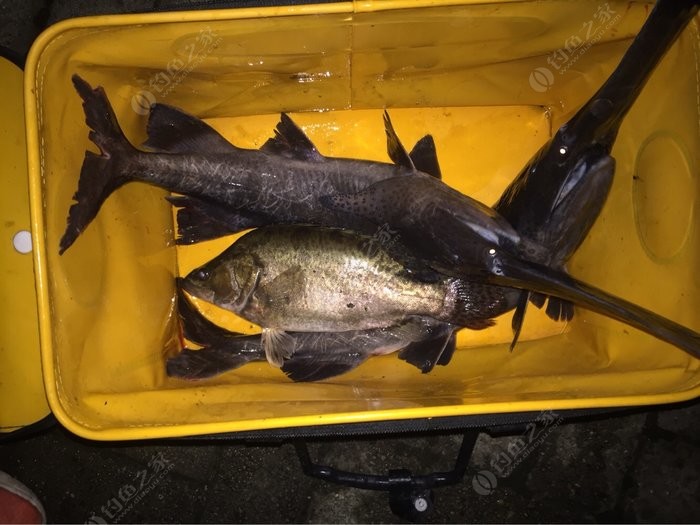 釣鴨嘴魚用什么餌料最好_野釣鴨嘴魚_鴨嘴魚怎么釣