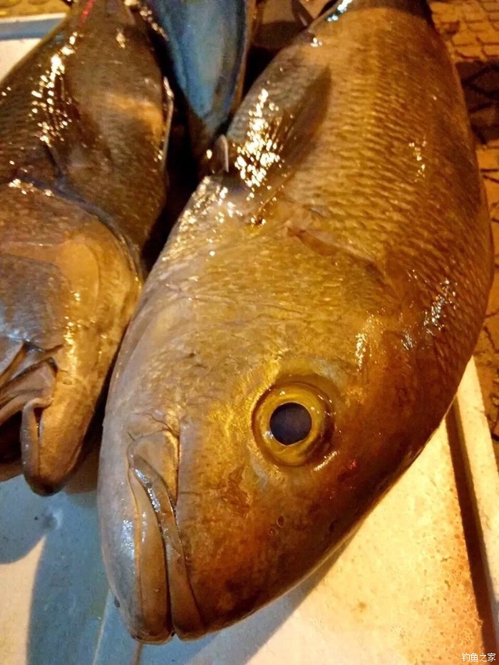 海釣初探東沙群島必看_東沙群島釣魚視頻_東沙群島釣魚費用