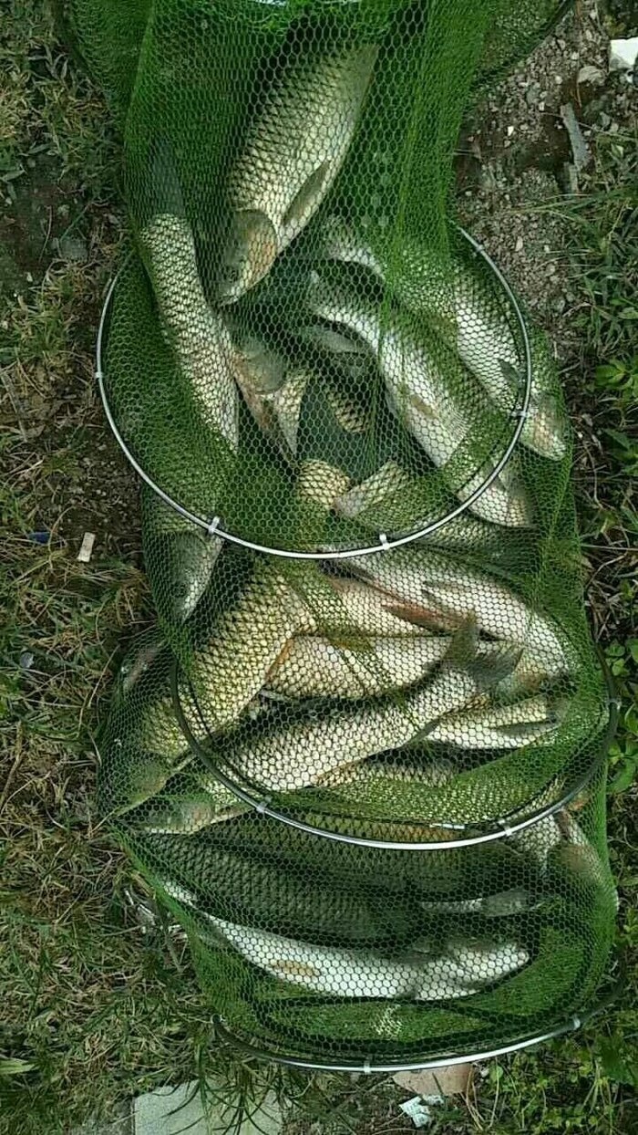 黑坑垂釣草魚秘籍：玉米粒與活餌的神奇威力