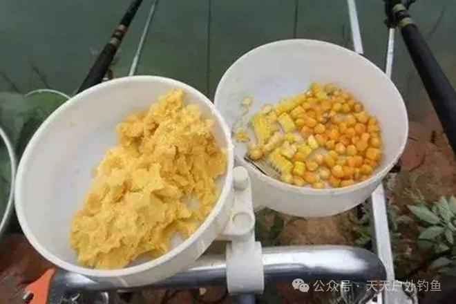 釣季節餌料草魚好用嗎視頻_這個季節釣草魚用什么餌料最好_釣季節餌料草魚好用嗎