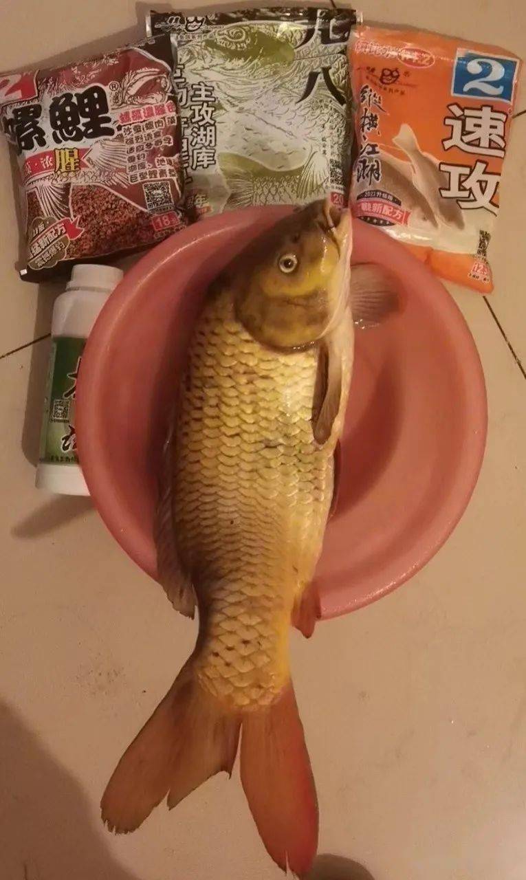 夏季野釣黃金期，金龍魚餌成制勝法寶，誘魚效果絕佳