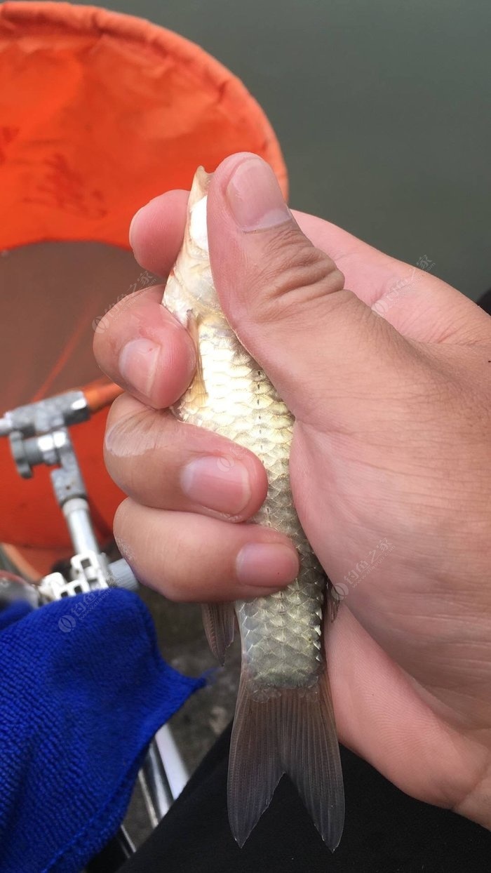釣魚釣離底_釣離底能釣什么魚_釣鳊魚一般離底多少