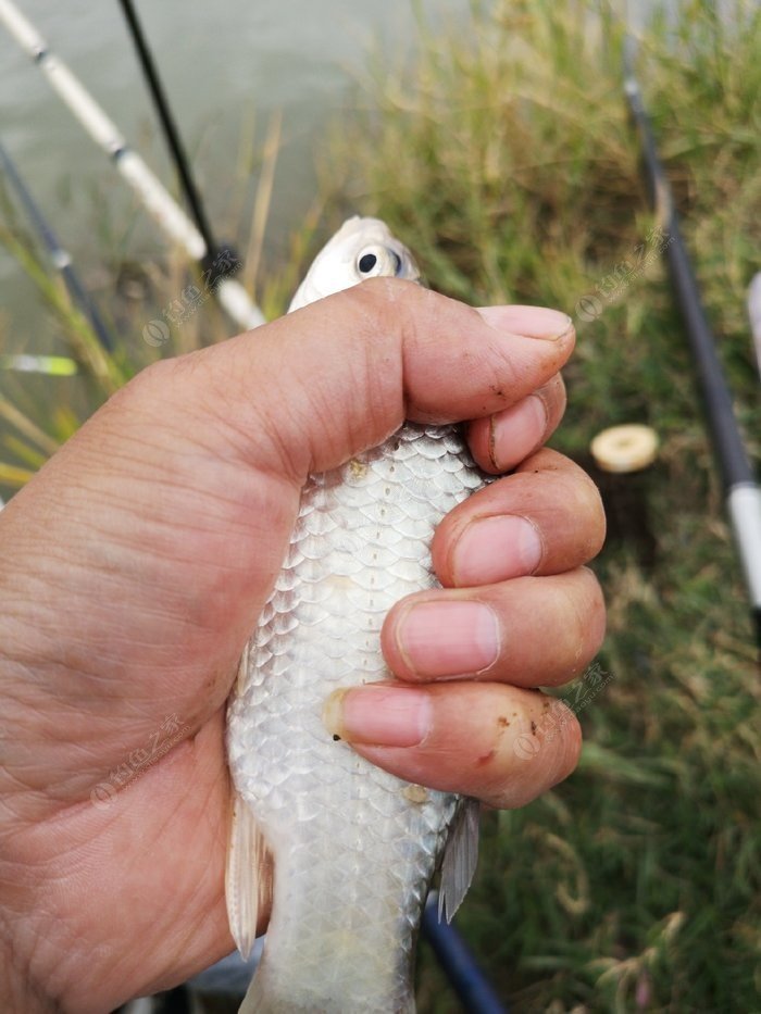 離底釣法應離底多少_釣離底能釣什么魚_釣鳊魚一般離底多少