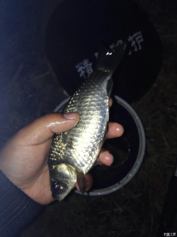 在江河水庫垂釣鯽魚時如何選擇釣位必看