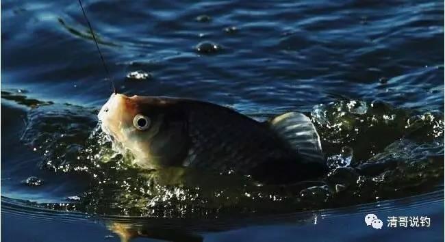 在江河水庫垂釣鯽魚時如何選擇釣位必看_水庫鯽魚釣法_水庫釣鯽魚用什么魚餌最好
