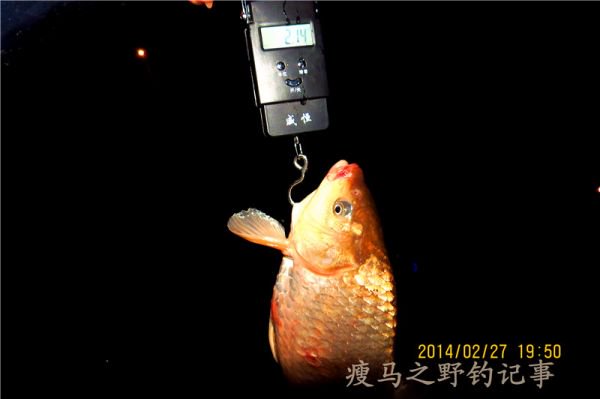 鯉釣之趣：體驗獨特的等候過程，掌握釣鯉魚的技巧