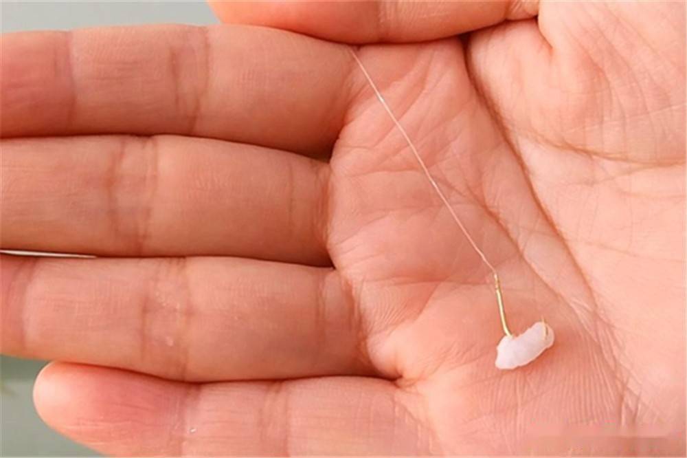釣合適餌草魚晚秋用幾號鉤_晚秋釣草魚用什么餌_晚秋釣草魚用什么餌最合適