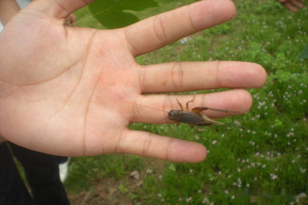 釣合適餌草魚晚秋用幾號鉤_晚秋釣草魚用什么餌最合適_晚秋釣草魚用什么餌