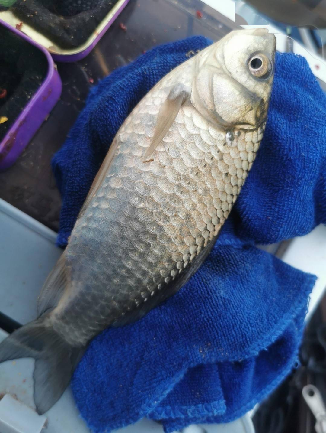 釣鯽魚打窩的配方_釣鯽魚打窩最簡單餌料配方_釣鯽魚打窩配方