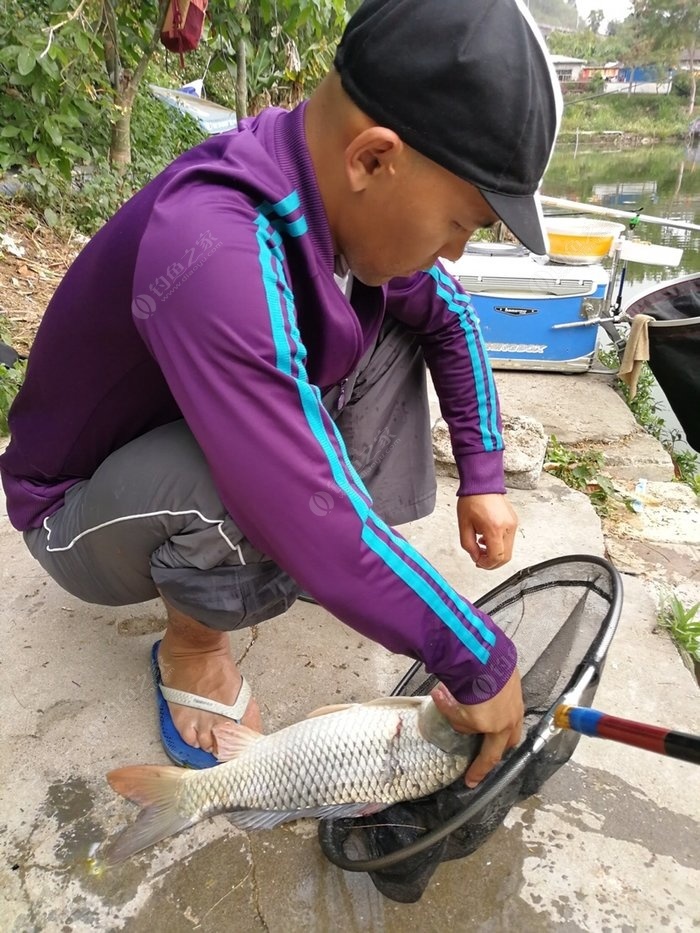 最新黑坑釣鯉魚視頻_黑坑鯉魚視頻釣魚技巧鯉魚_黑坑釣鯉魚視頻全集2019
