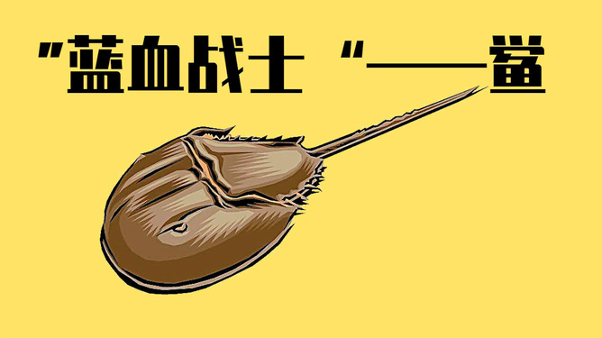 鱟魚：海洋活化石的珍貴意義與瀕危現狀