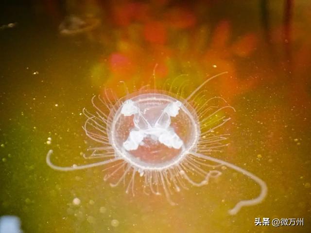 保護動物魚_國家保護動物海魚_鱟魚是國家保護動物嗎