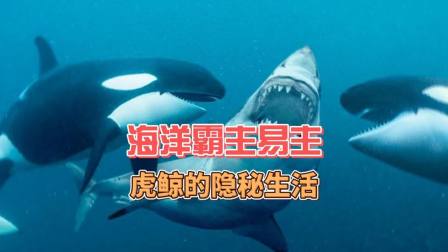 虎鯨和大白鯊誰厲害_虎鯨vs巨型大白鯊_虎鯨吊打大白鯊