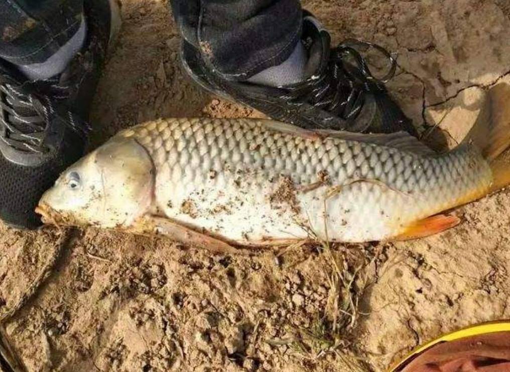 野釣用藥之策：荒食無雙搭配組合，助你輕松釣大魚