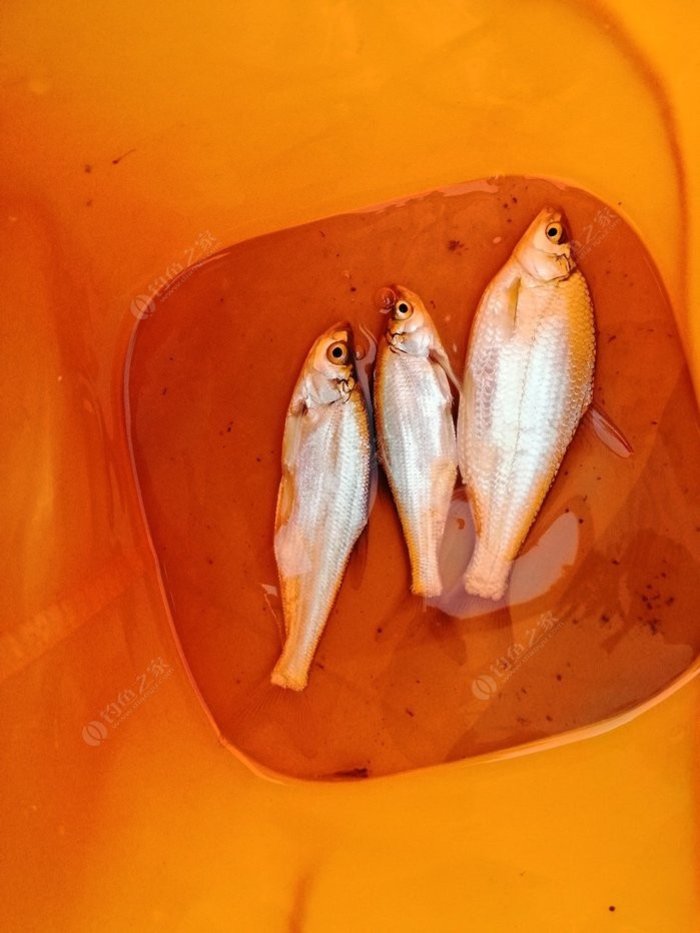 白條魚釣點_釣魚的白條_這是銀鯝和白條有一點不同如何作釣?