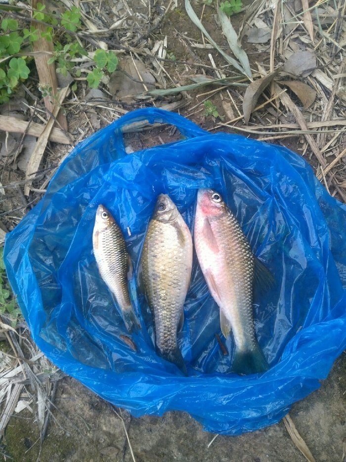 程寧釣魚200問全集_程寧釣魚視頻野釣實戰_程寧釣魚教程