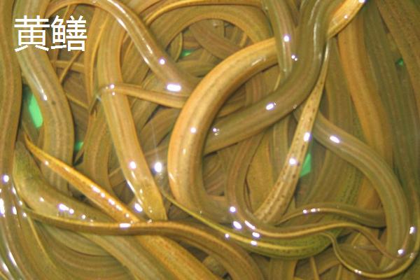 泥鰍黃鱔是魚類嗎_泥鰍黃鱔是什么動物_黃鱔是泥鰍嗎