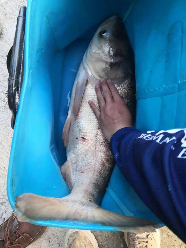浮釣鰱鳙遇到麥穗鬧窩?