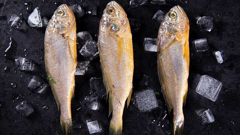 黃魚做法_寧波黃魚面_黃魚多少錢一斤