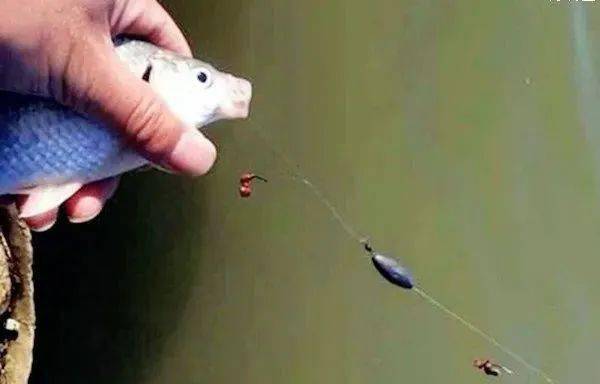 淺水垂釣鯽魚的技巧和方法必看