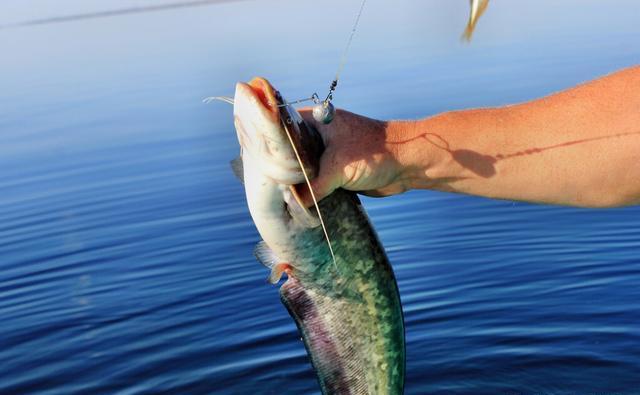 泥鰍釣鯰魚的掛鉤視頻_拋竿掛泥鰍釣鯰魚的掛法_釣視頻掛鉤泥鰍鯰魚圖片
