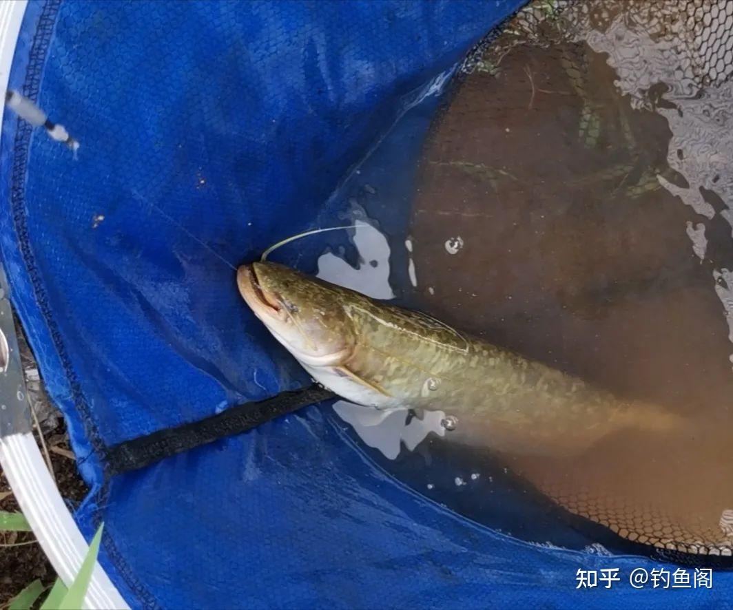 泥鰍釣鯰魚的掛鉤視頻_釣視頻掛鉤泥鰍鯰魚圖片_拋竿掛泥鰍釣鯰魚的掛法