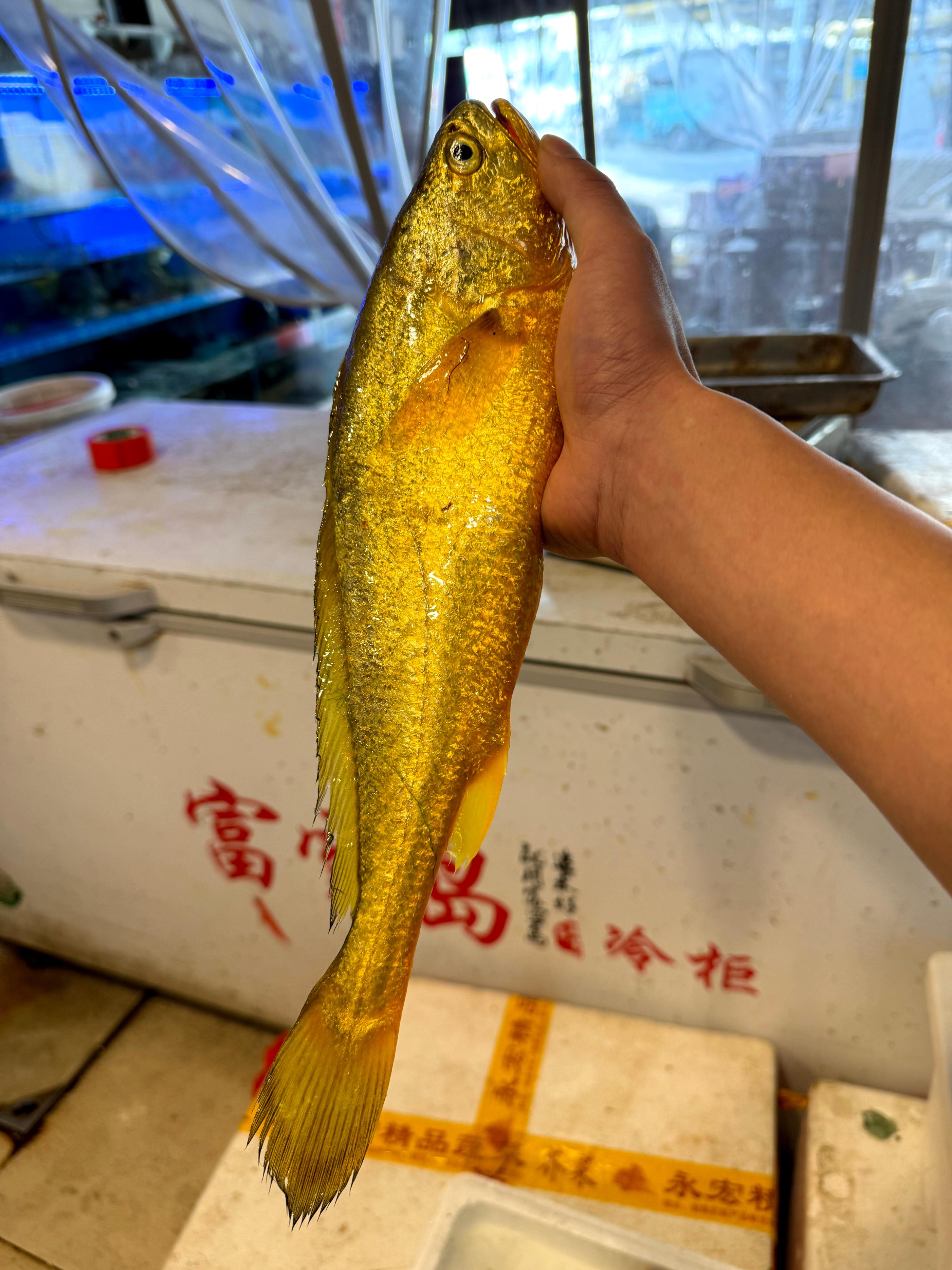 黃魚為什么那么貴_黃魚為什么那么貴_黃魚為什么那么貴