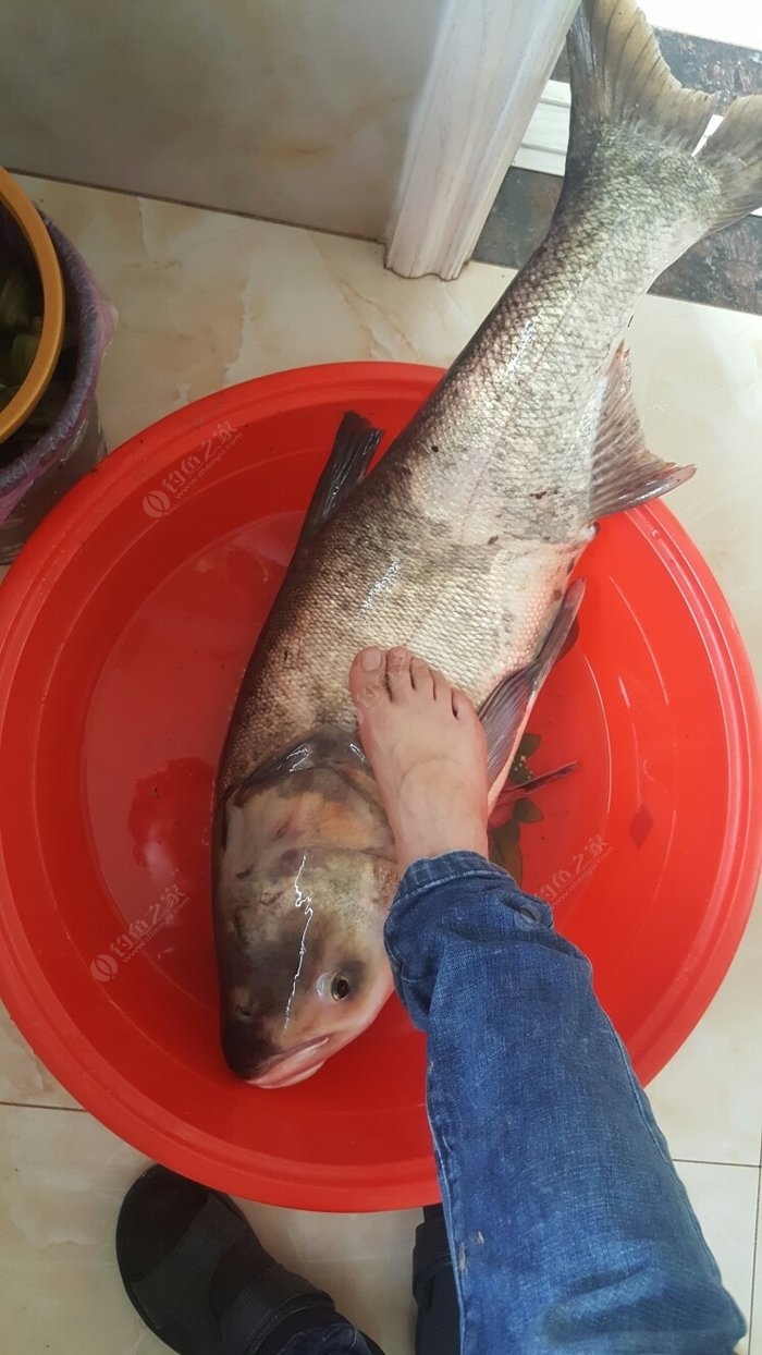 釣魚香油配方丁香油好嗎_丁香油釣魚配方_香油和丁香油哪個釣魚好用