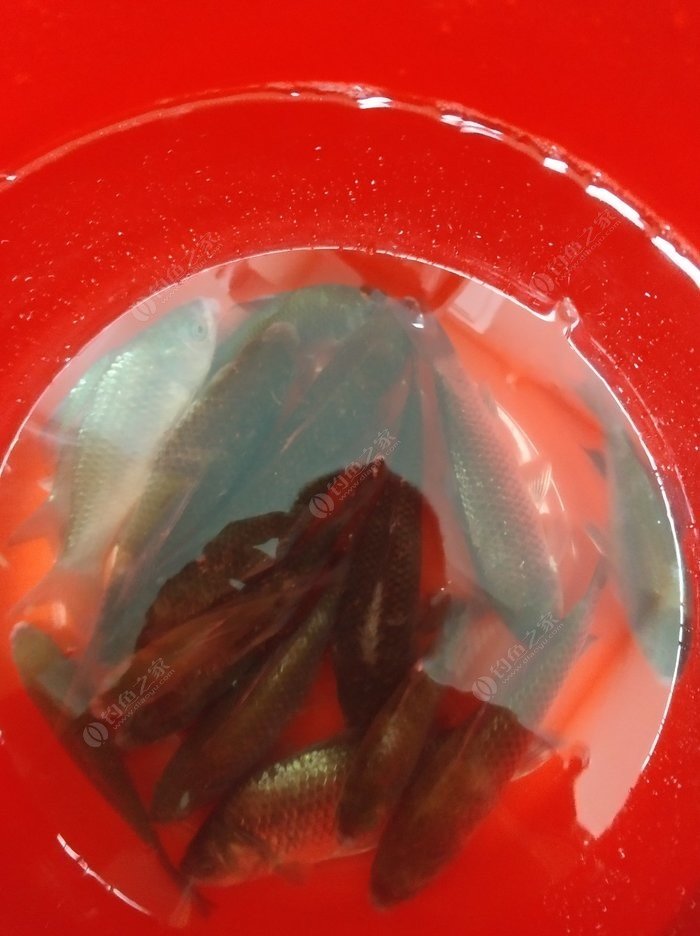 何為瓜豆原理_瓜豆種植時間和方法_種地的人都說種豆得豆種瓜得瓜釣魚釣的是?號